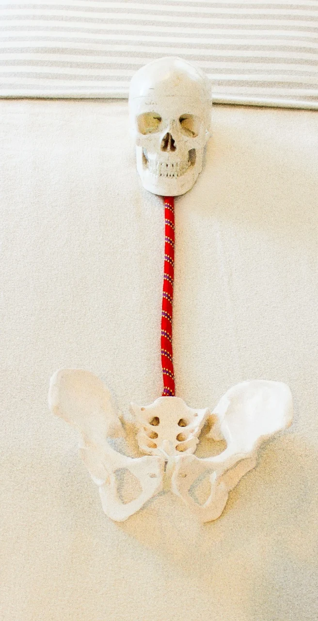 Anatomical model of the CranioSacral system